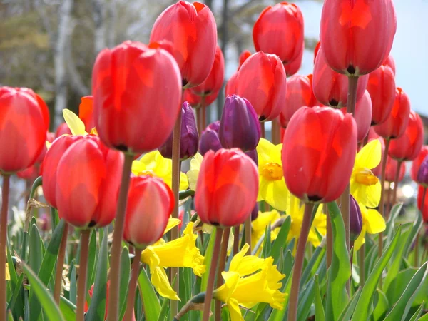 Tulpaner och påskliljor Stockbild