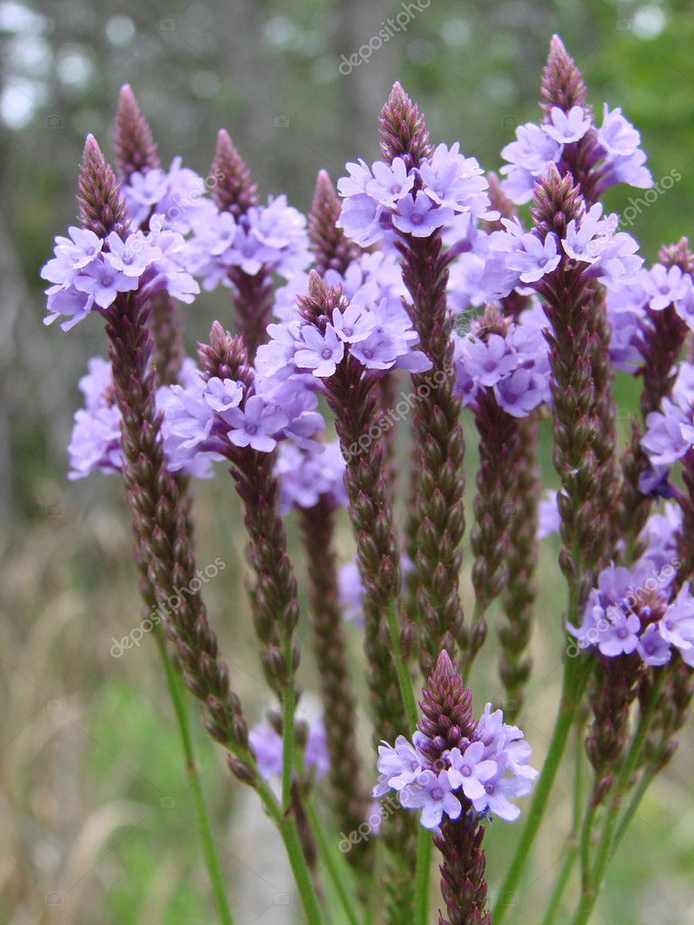 Blue Vervain Flowers — Stock Photo © jodygary97 1528223