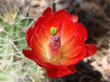 Clare cup cactus in bloom clipart