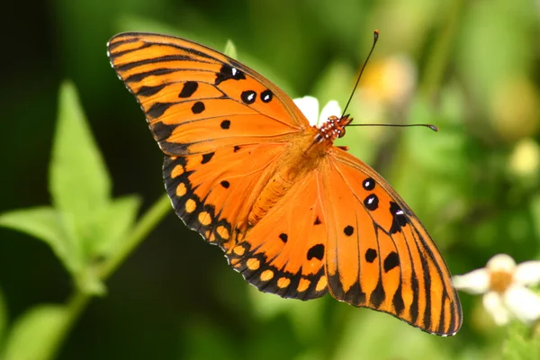 Laranja e borboleta preta — Fotografia de Stock