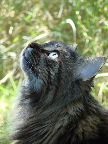Tabby cat outside gazing up — Stock Photo, Image