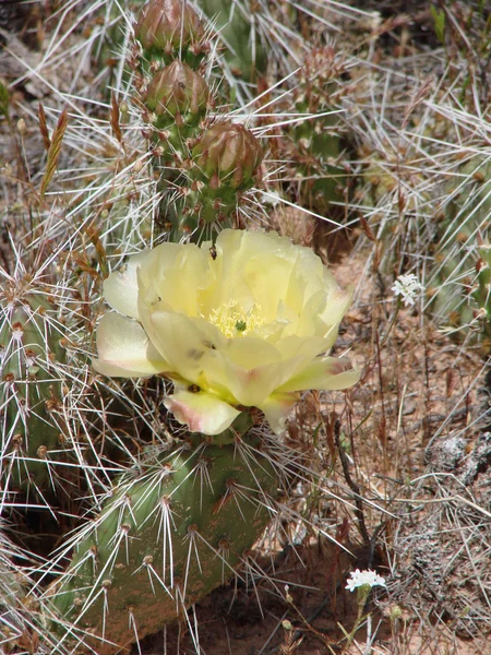 stock image Prickly Pear Cactus yellow blossom