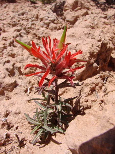 Desert Paintbrush — Stock Photo, Image