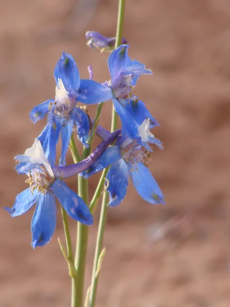 Blue southwest USA desert flower — Stock Photo, Image