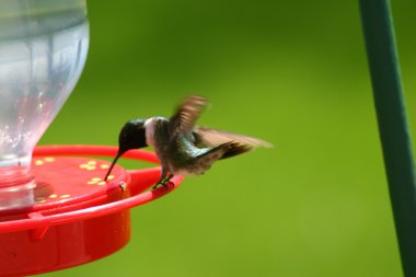 Besleyici üzerinde sinek kuşu