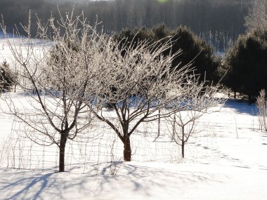 Hoar frost on apple trees clipart