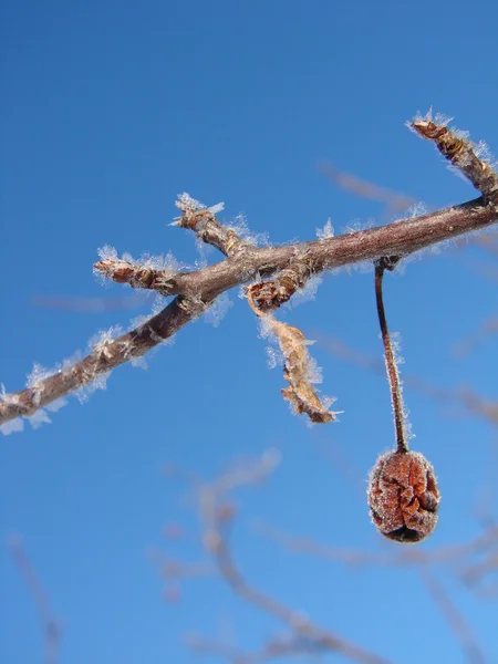 Hoar frost på trädgren — Stockfoto