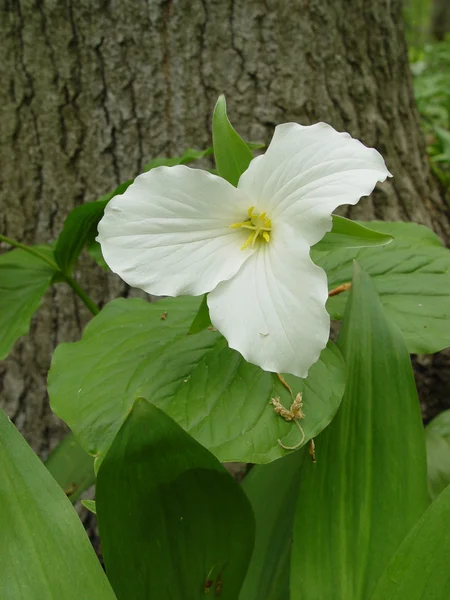 stock image Large-flowered Trillium