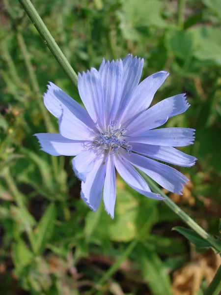 Chicory Blossom — Stock Photo, Image