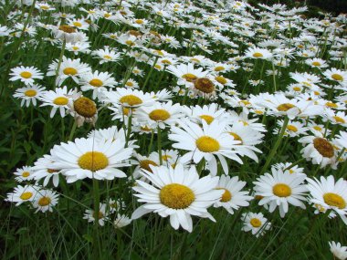 Daisy'nin galore Çiçek Bahçesi