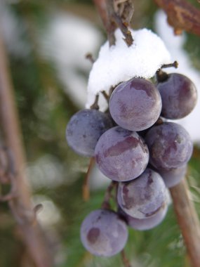 Bunch of grapes capped with snow clipart