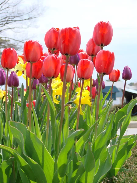 Tulpen en narcissen in tuin — Stockfoto