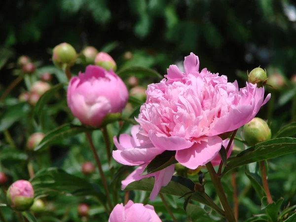 stock image Pink Peony blossoms in flower gardesn