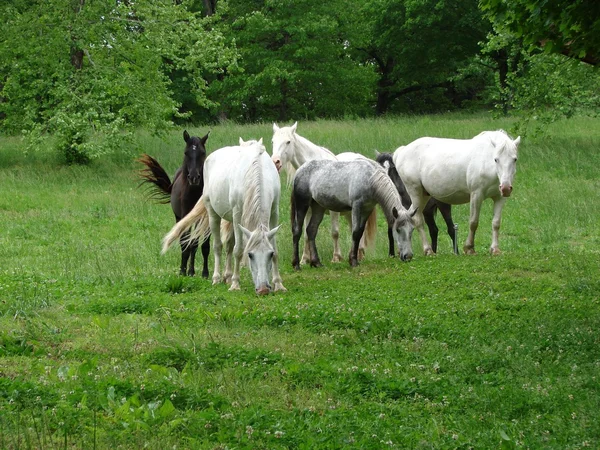 Дикие лошади в пышной зеленой обстановке — стоковое фото