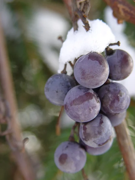 Куча винограда, покрытая снегом Стоковая Картинка
