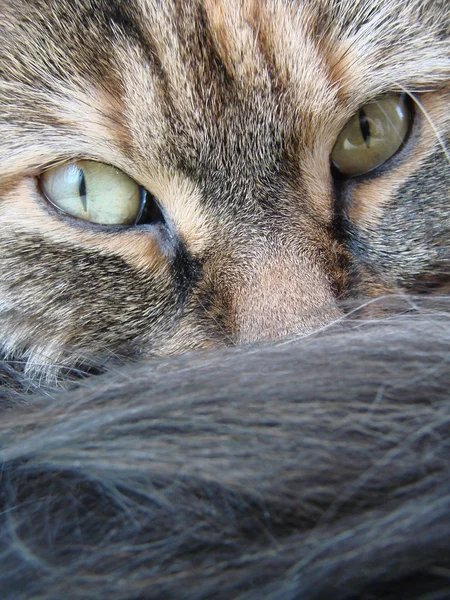 Cara y cola de gato de Tabby —  Fotos de Stock