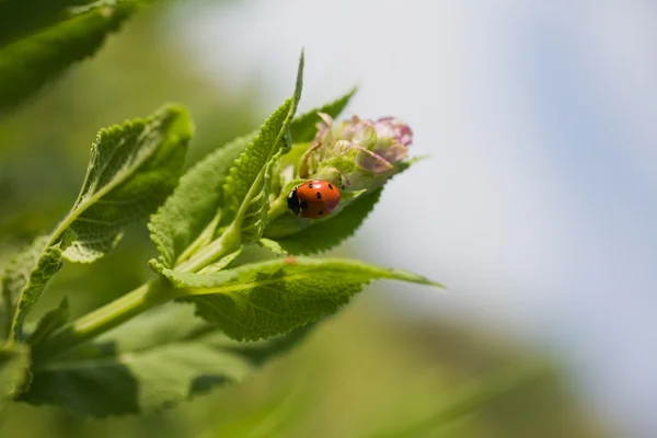 stock image Ladybug sitting on a flower