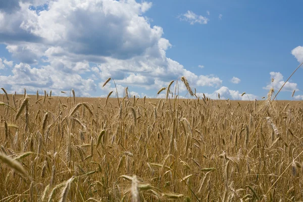 stock image Corn field sunny day