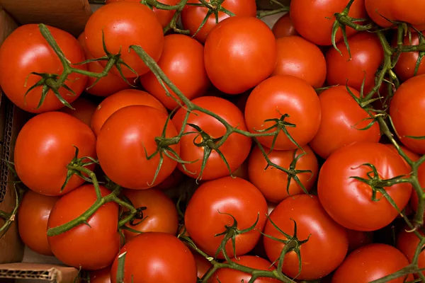 Tomates en caja — Foto de Stock