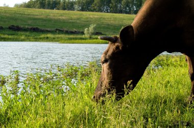 Cow on meadow clipart