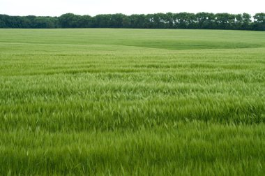 Green wheat field clipart