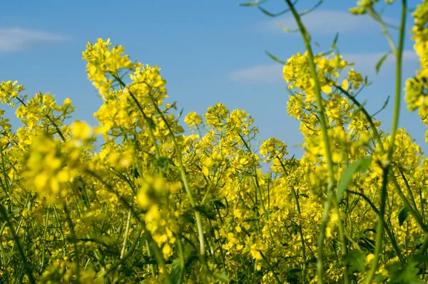 stock image Field of rape