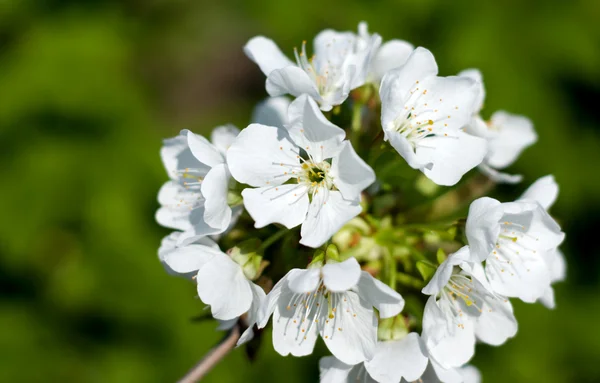 Stock image Flower branches