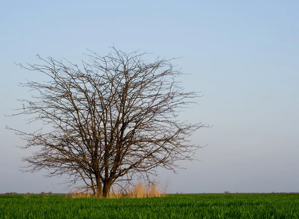 Baum auf dem Feld — Stockfoto