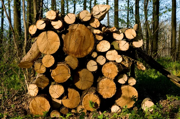 Holz abschneiden — Stockfoto