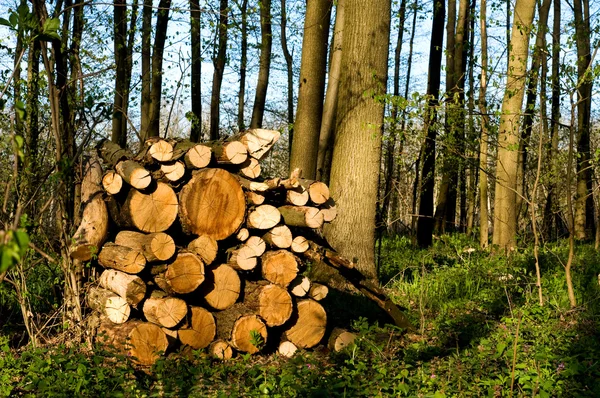 Holz abschneiden — Stockfoto