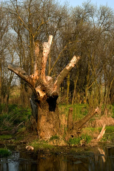 Ölü-wood — Stok fotoğraf