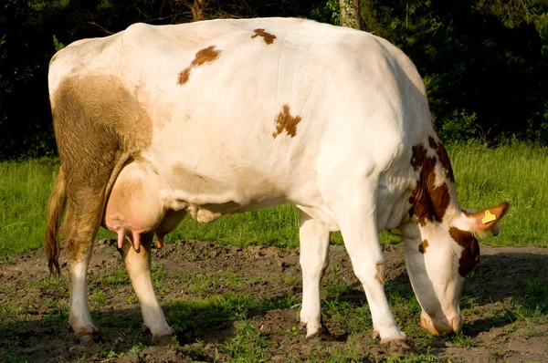 Kráva na louce牧草地で牛します。 — ストック写真