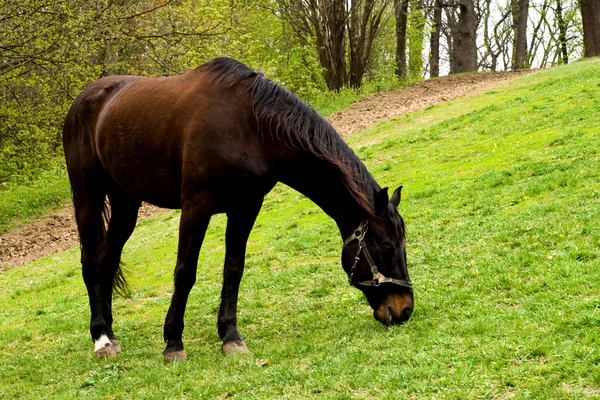 Koń na łące — Zdjęcie stockowe