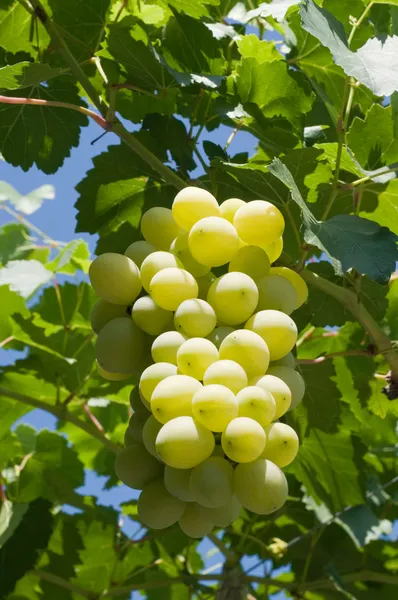 Racimo de uvas — Foto de Stock
