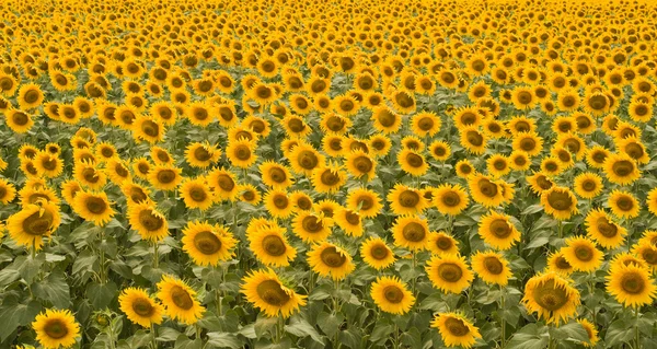 stock image Sunflower