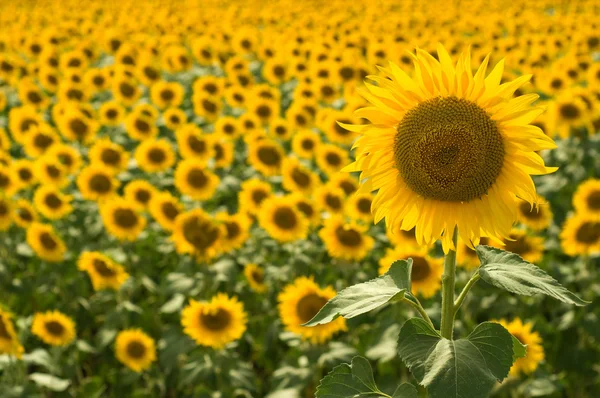 stock image Sunflower