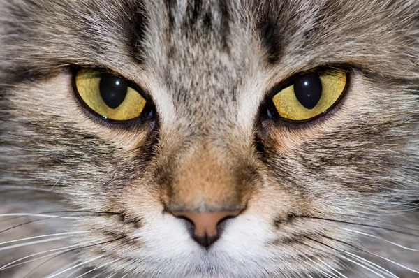 Kedi Gözü — Stok fotoğraf