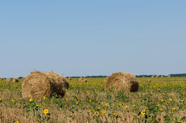 Haystack en el prado —  Fotos de Stock