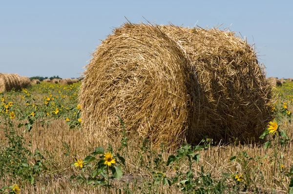 Haystack no prado — Fotografia de Stock