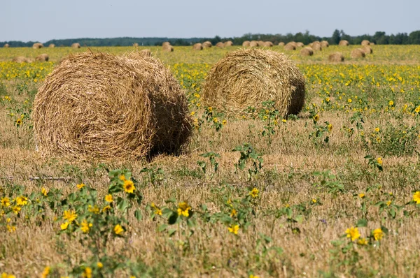 牧草地の干し草 — ストック写真