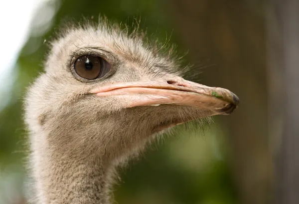 Struisvogel gezicht — Stockfoto