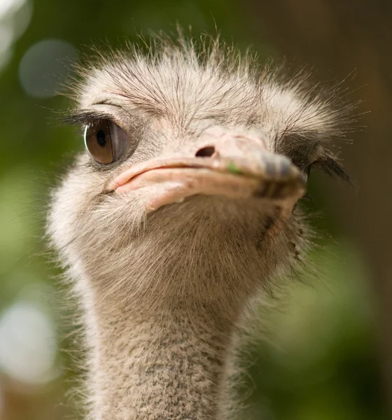 Ostrich face — Stock Photo, Image