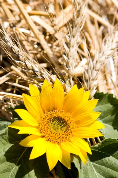 Sunflower and wheat — Stock Photo, Image