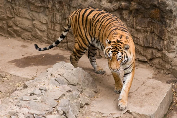 Amur tiger — Stockfoto