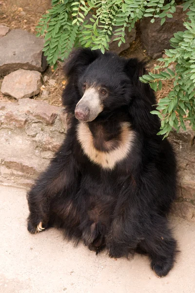 stock image Bear