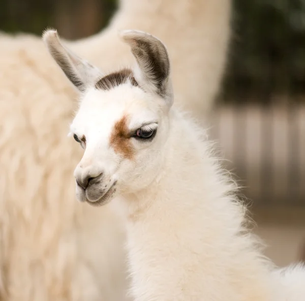 Lama — Stok fotoğraf