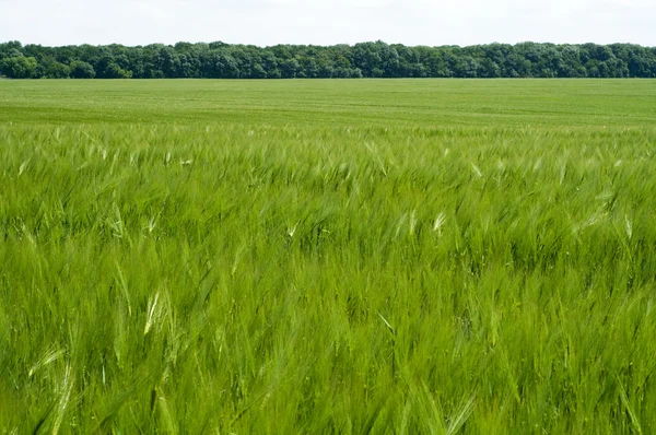 Yeşil buğday tarlası — Stok fotoğraf