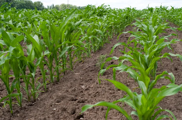 Зеленое поле кукурузы — стоковое фото