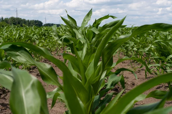 Pole kukurydzy zielonej — Zdjęcie stockowe