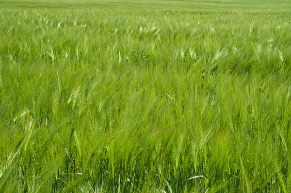 绿麦田 — 图库照片